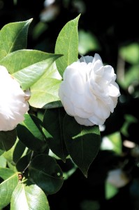 Camellias at Middleton Place.