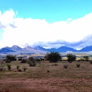 Wild horses couldn't drag me away... Yes. Saw real wild horses on my horseback ride at Ft. McDowell Adventures.